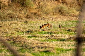 Two Wild Red Fox Kits Foraging in a Golden Stubble Field