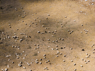 Aerial drone view of sheep grazing on the lush meadows of Piano Battaglia, a scenic Sicilian in the Madonie Mountains, surrounded by rolling hills and natural landscapes, Sicily, Italy