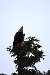 Screaming bold eagle
