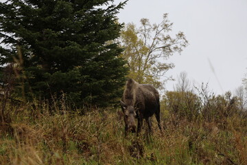 Fototapeta premium Moose in Alaska