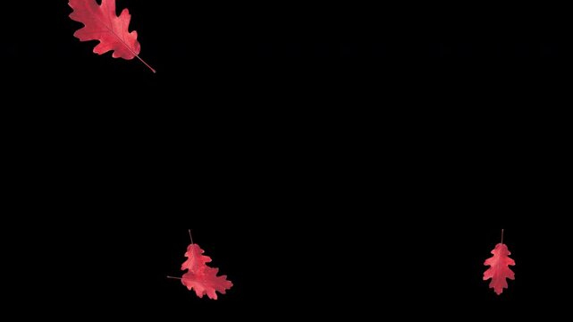 Red oak leaves explode from the center, fill the screen, and fall down in a seasonal autumn video transition on a transparent Alpha PNG channel background.