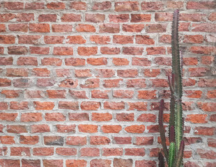 A tall cactus against a brick wall. Space for creative text, advertising. Copy space 