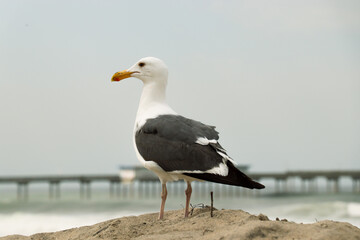 Seagull by the Pier