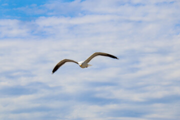 Seagull in Flight  - Centered