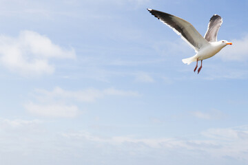 Seagull in Flight