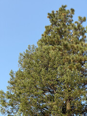 Obraz premium Close-up of Pine Tree Needles Against Blue Sky