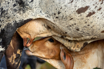 calf suckling milk on cow.