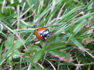 Close-up of a ladybird on a leaf