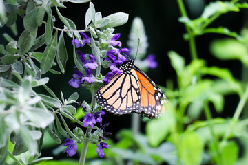 Monarch on Purple Flower