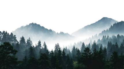 Serene misty mountain forest landscape with evergreen trees reaching towards the sky