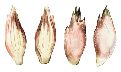 水彩で描いた茗荷（ミョウガ）のイラスト素材セット