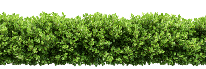 Vibrant lush green hedge with dense foliage perfect for garden landscaping and natural scene backgrounds
