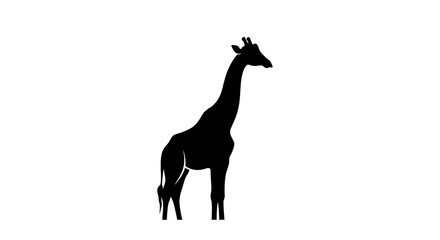 Giraffe silhouette isolated on white background