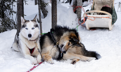 The serious husky teams up with the clumsy husky during a husky tour in Salla, Finland © Glenn