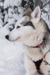 A portrait of a husky before the planned husky tour in Salla, Finland