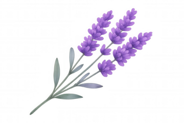 Lavender sprigs watercolor drawing producing floral aroma and soothing essential oils, transparent background