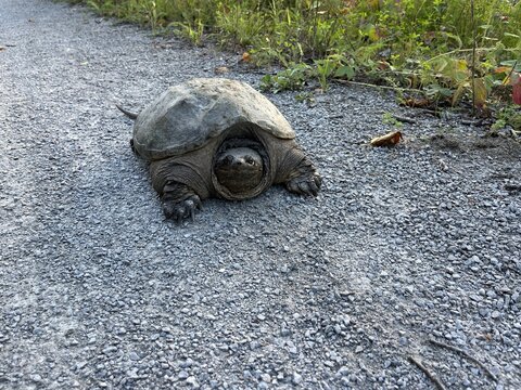 Snake-necked turtle alone on a gravel path - Tortue serpentine seule sur un chemin gravillonn&eacute;