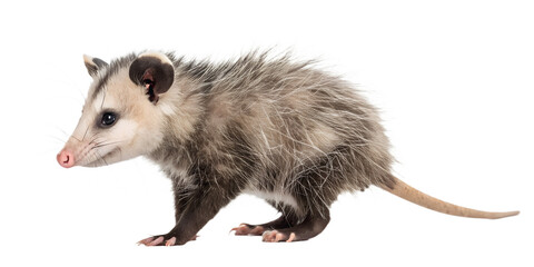 Opossum PNG Realistic Isolated Marsupials on Transparent Background