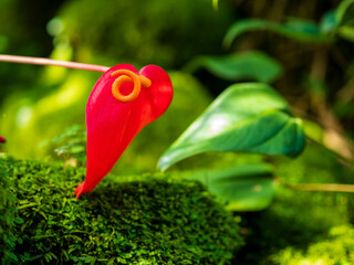 苔むす森に映えるアンスリウム