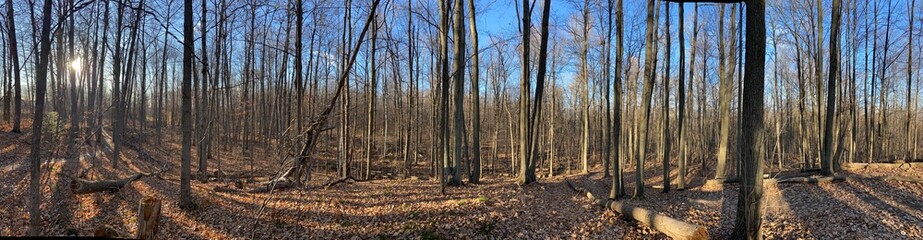 Panoramic view of an autumn forest floor - Panoramique d'un sous-bois en Automne