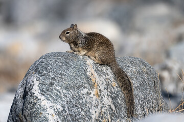 Furry squirrel sits a top a granite boulder with an alert eye out for danger