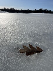 Frozen lake with a oak leave stuck into the ice