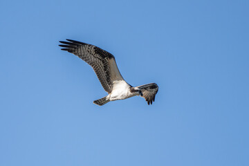 Osprey bird with bent wings spread out while soaring in flight against the blue sky