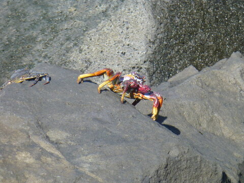Grapsus grapsus crab on a rock - Crabe Grapsus grapsus sur un rocher