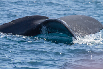 Whale Tail
