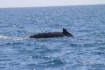 Fototapeta premium Whale