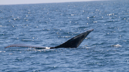 Fototapeta premium Whale