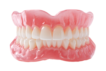 Realistic full set of human dentures showcasing healthy white teeth and pink gums for dental education and prosthetics