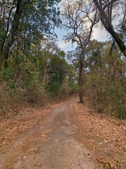 A dusty path in a parched forest