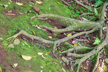 Tree Roots and Rocks Covered with Green Moss