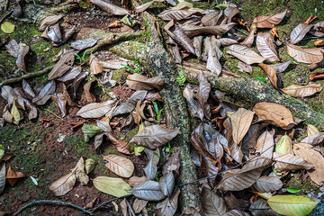 Fallen Leaves and Tree Roots on Moss Ground