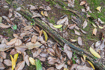 Forest Floor with Moss and Fallen Leaves