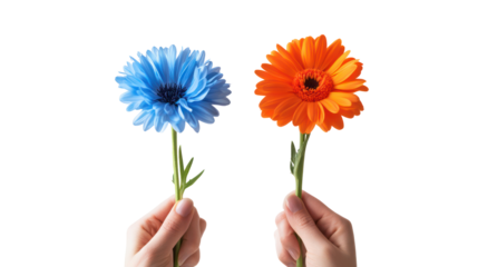 Two hands holding colorful flowers isolated on transparent background