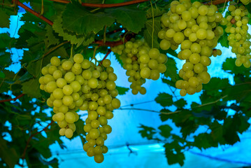 bunches of green grape in vineyard ready to be harvested in blue background.
