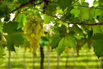 bunches of green grape in vineyard ready to be harvested.