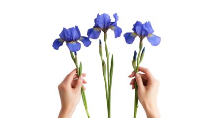 Three blue iris flowers held by hands isolated on transparent background