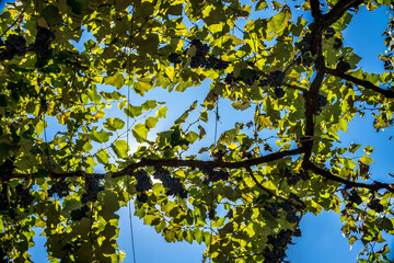 Fototapeta premium vineyard with grape clusters seen from the inside, camera on the ground pointing to the blue sky.