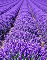 Vast Lavender Field in Provence France.