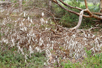 fallen branch of eucalyptus tree with dry leaves
