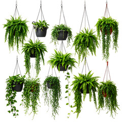 A collection of hanging ferns, lush greenery cascading from various black and red pots