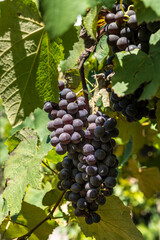 Fototapeta premium grape bunches in vineyard ready to be harvested.