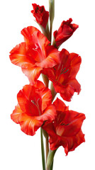 Vertical Arrangement of Red Gladiolus Flowers in Side Cluster with Long Stems on Transparent Background