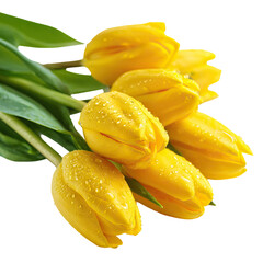 Yellow tulips with green stems in fresh spring side perspective on transparent background