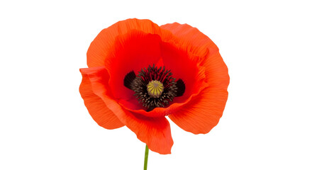Single red poppy flower blossom close up.