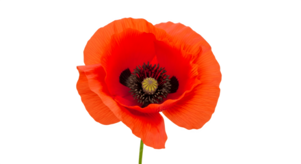 Single red poppy flower blossom close up.