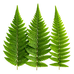 Three vibrant green fern fronds, sharply detailed against a stark black background